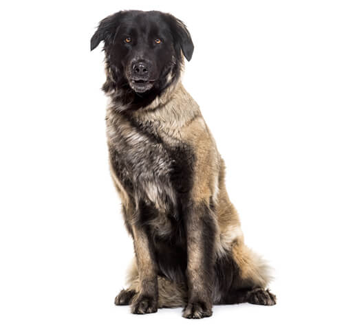 Black best sale mountain dog